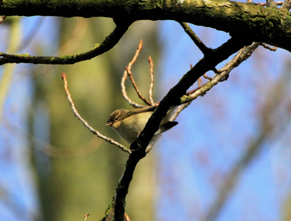 Chiff Chaff