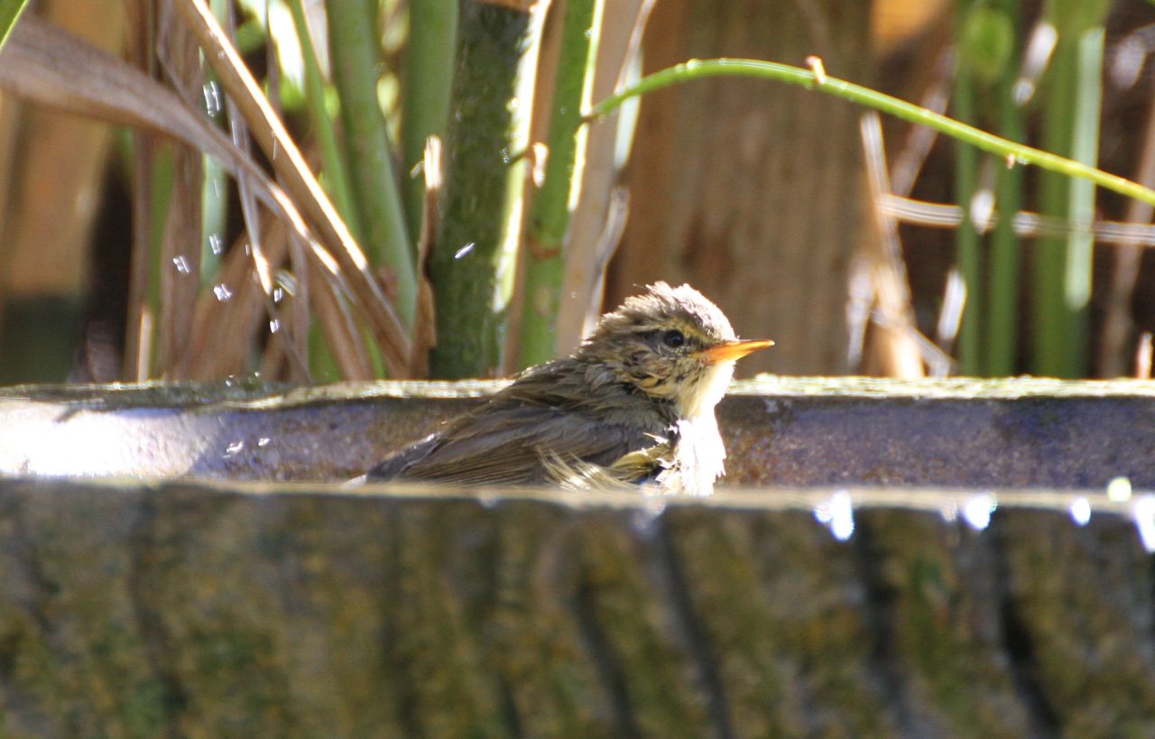 Chiff Chaff bathing