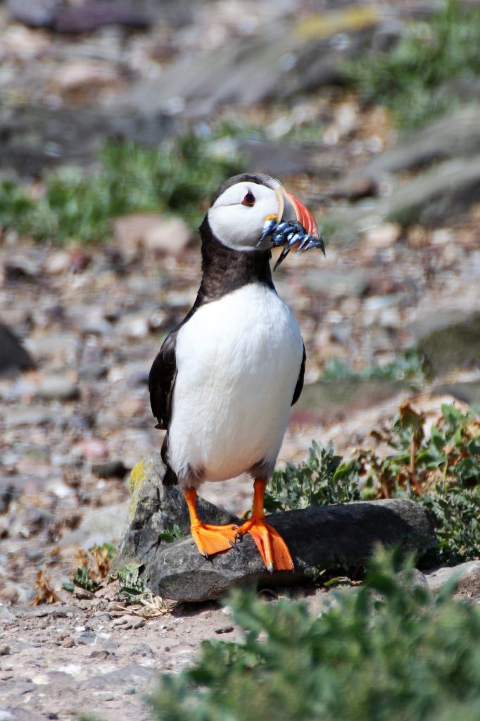 Puffin with Sandeel  Puffin with Sandeel