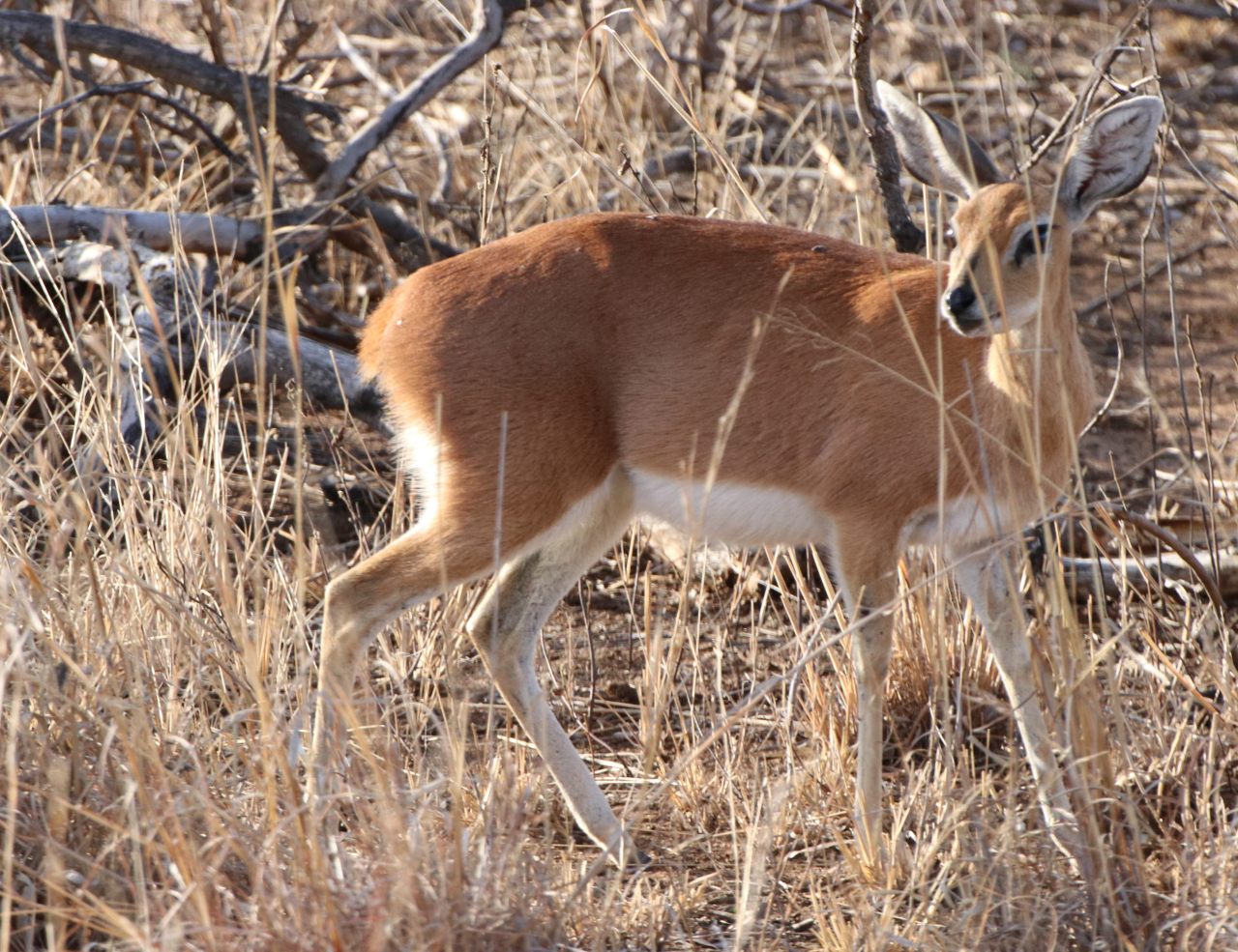 Bushbuck  Bushbuck