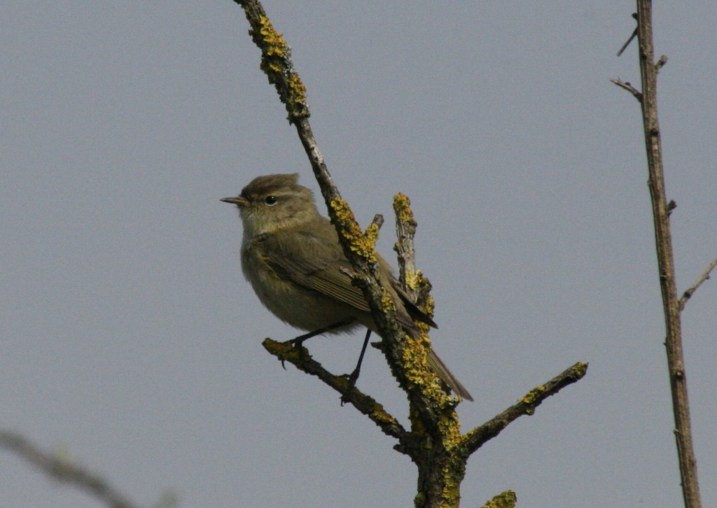 Willow Warbler