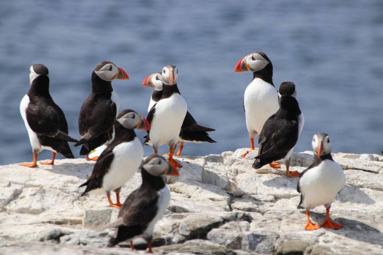 Puffins  Puffins