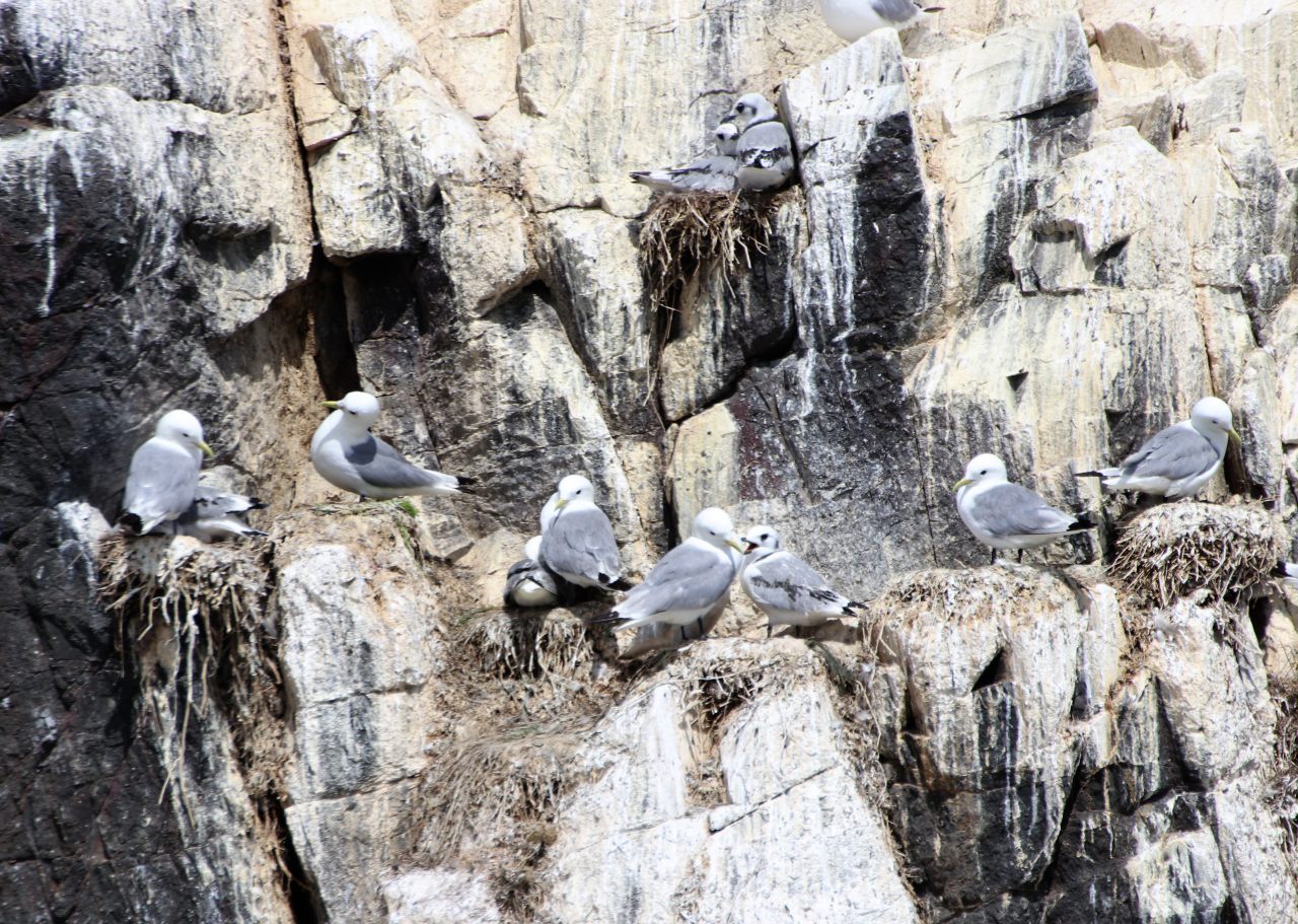Kittiwakes  Kittiwakes