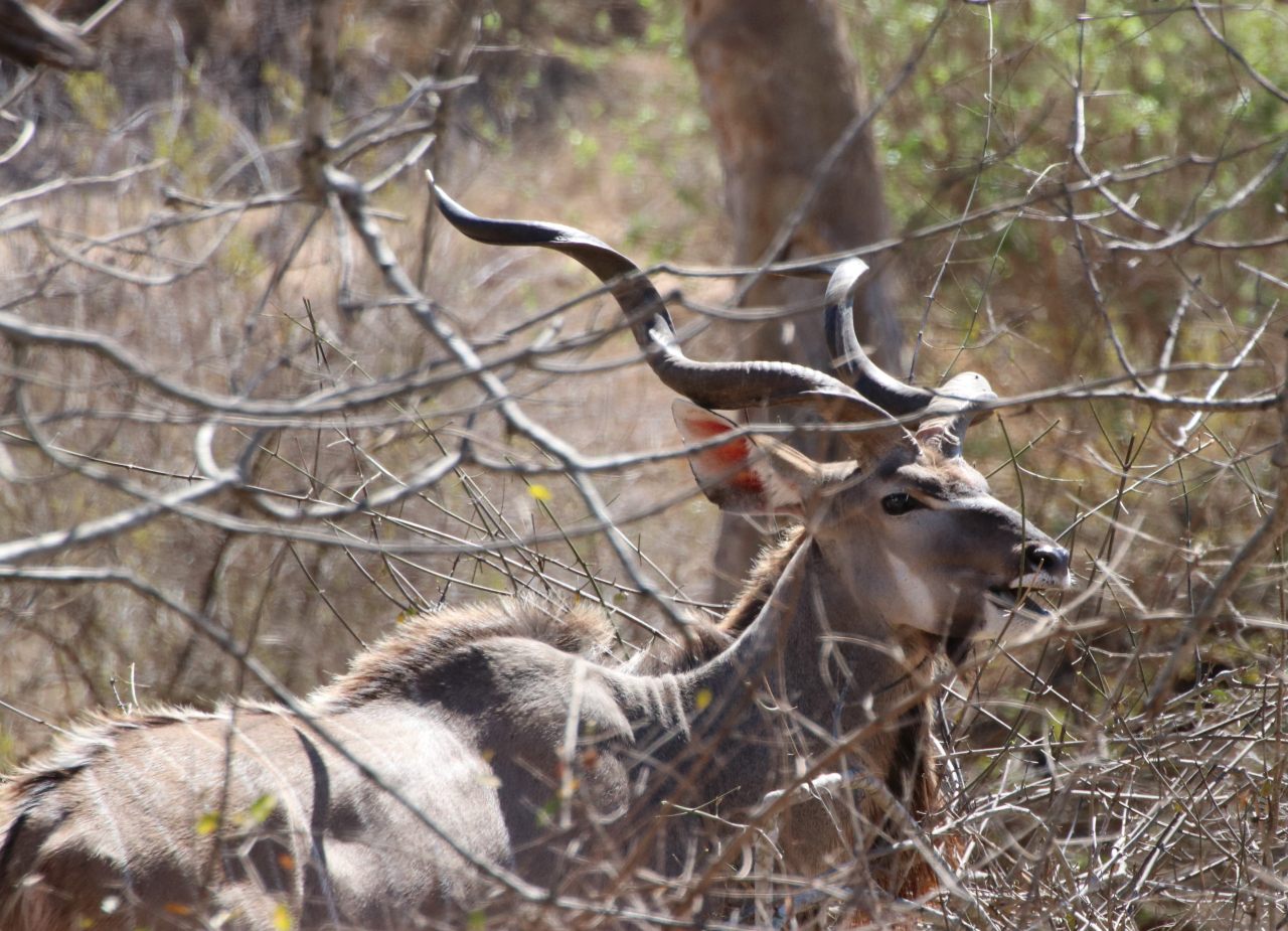Kudu  Kudu
