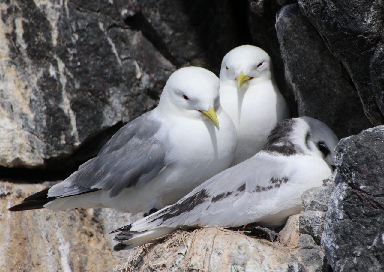 Kittiwakes  Kittiwakes