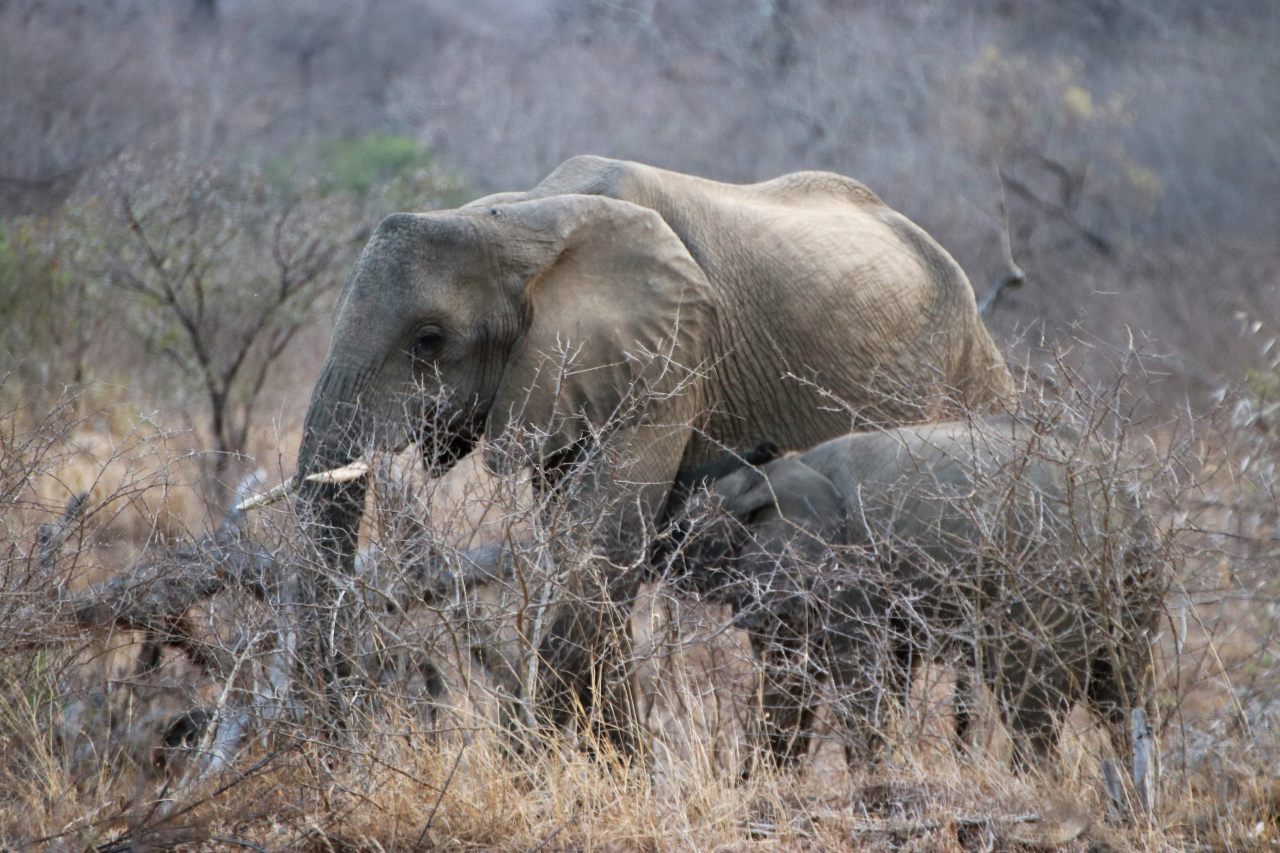 Elephant  Elephant