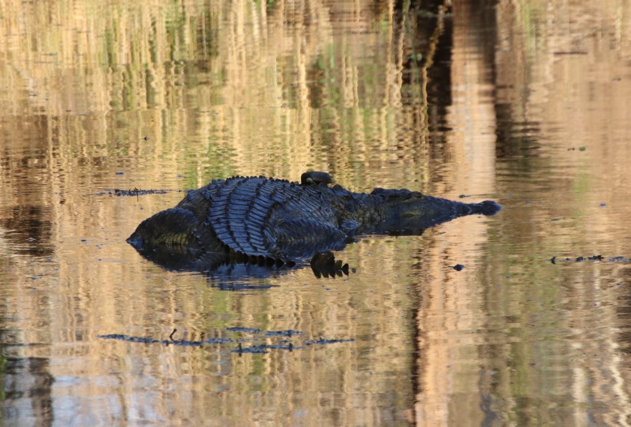 Crocodile  Crocodile