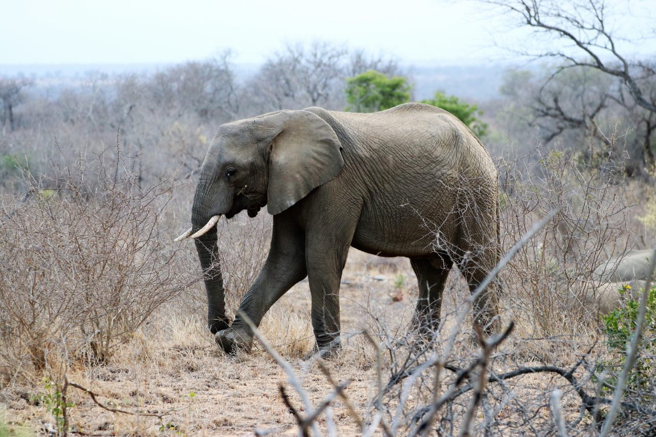 An Elephant  An Elephant
