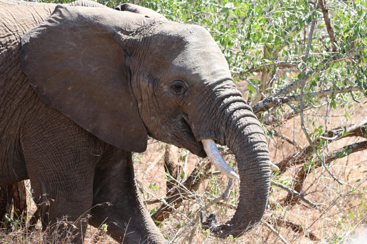 Young Elephant  Young Elephant