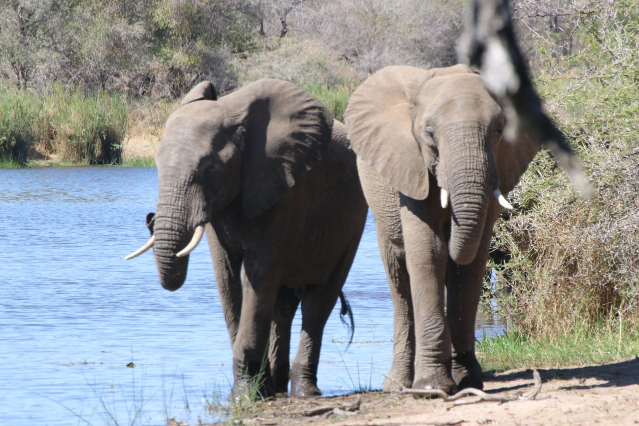 Epephants at the water hole  Epephants at the water hole