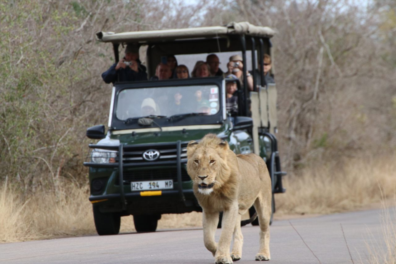 Lion Hunting  Lion Hunting