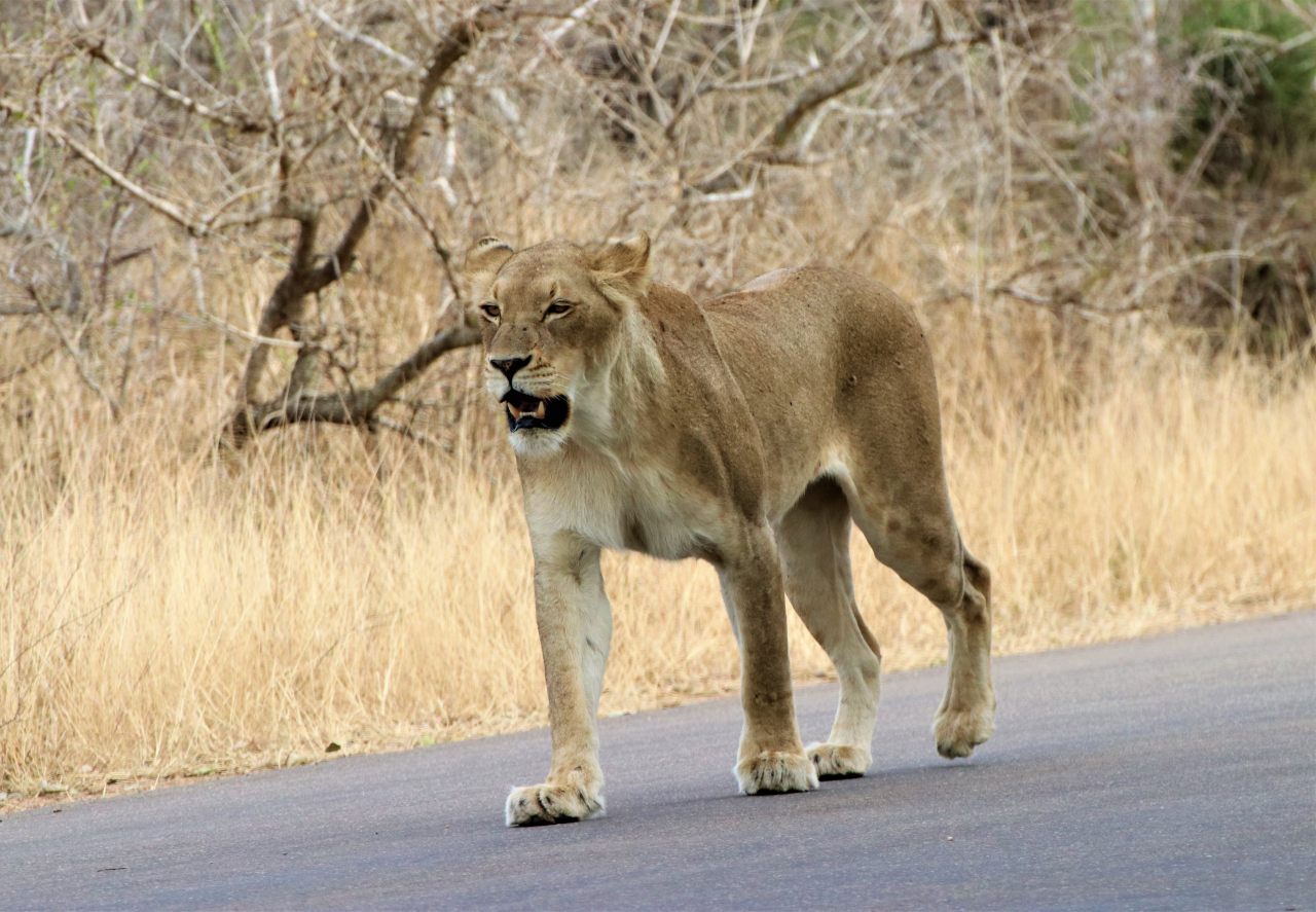 Lioness Hunting  Lioness Hunting