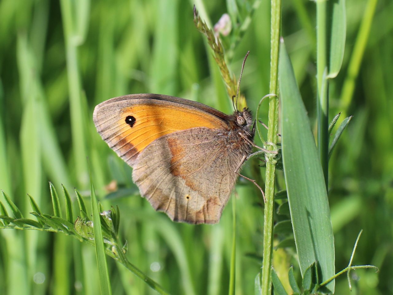 Meadow Brown  Meadow Brown