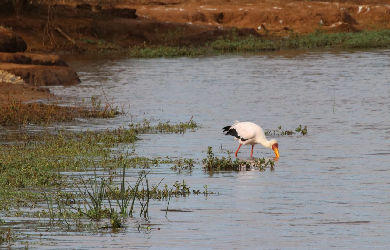 Yellow billed stork  Yellow billed stork
