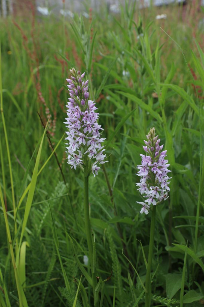 Common Spotted Orchids  Common Spotted Orchids