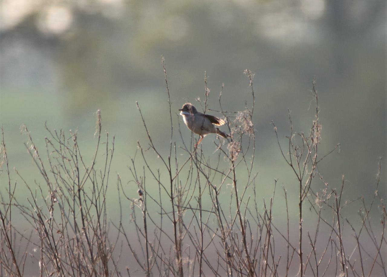 White Throat  White Throat