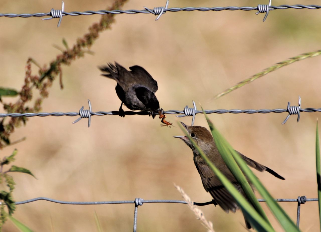 Black Cap male feeding young  Black Cap male feeding young