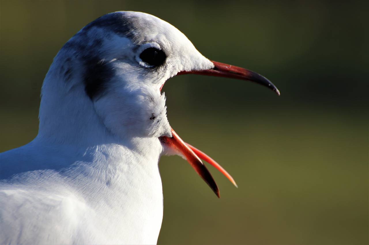 Close up of the Black Headed Gull