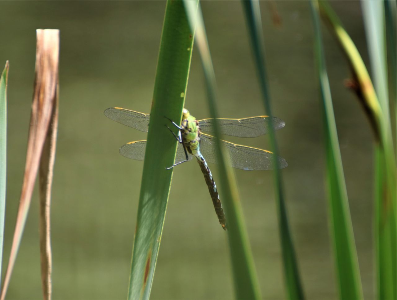Southern Hawker  Southern Hawker