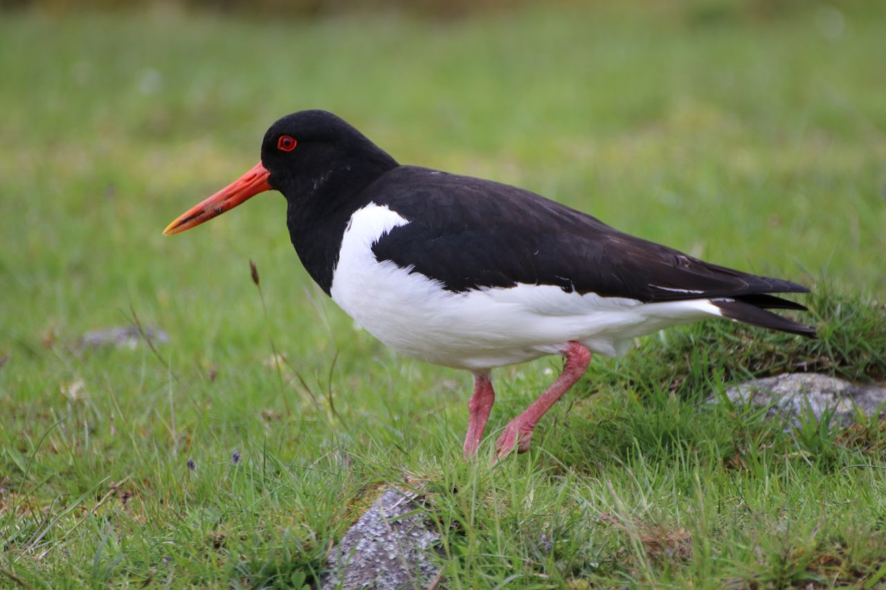 Oystercatcher  Oystercatcher