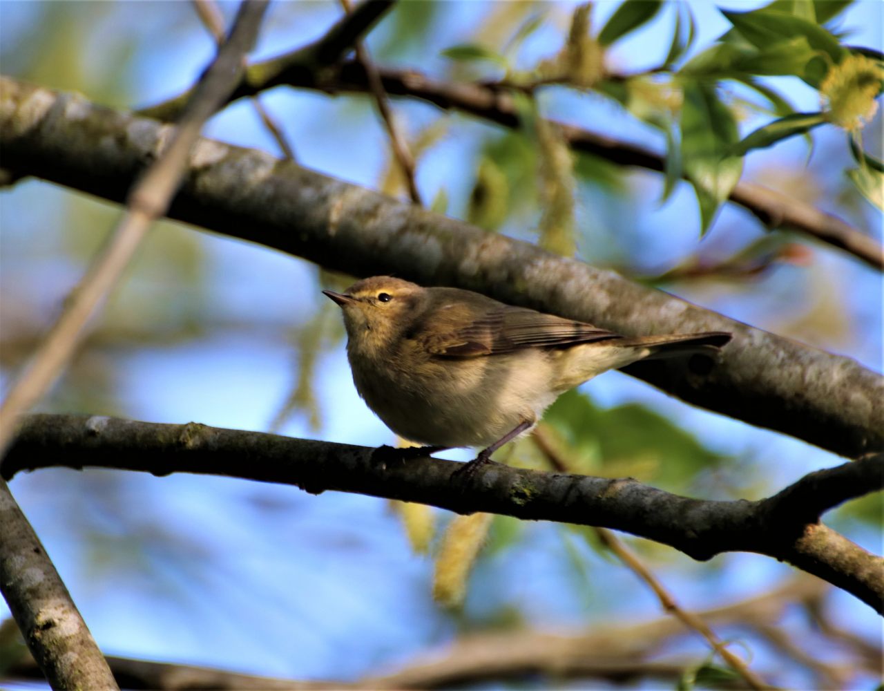 Chiff Chaff  Chiff Chaff