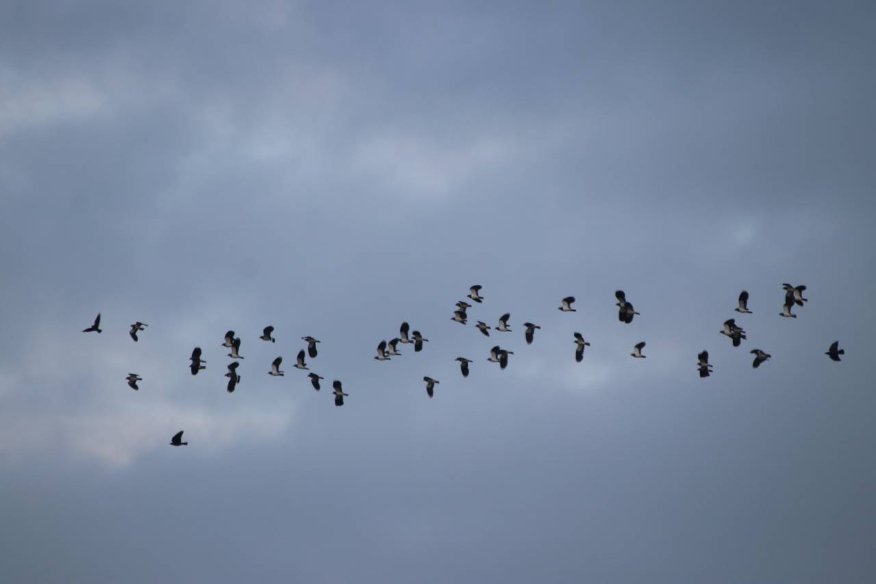 Lapwing  Lapwing