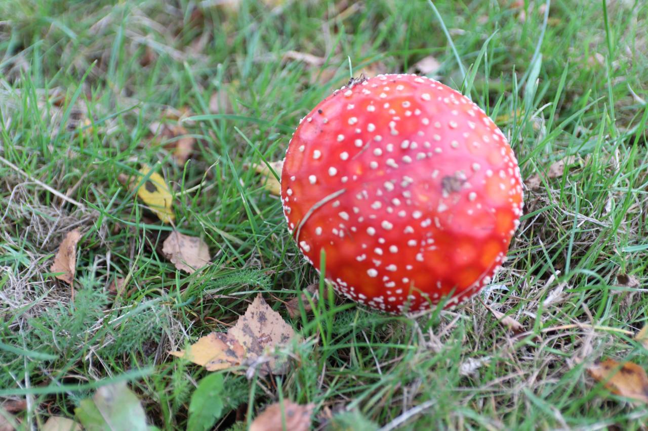 Fly agaric a  Fly agaric a