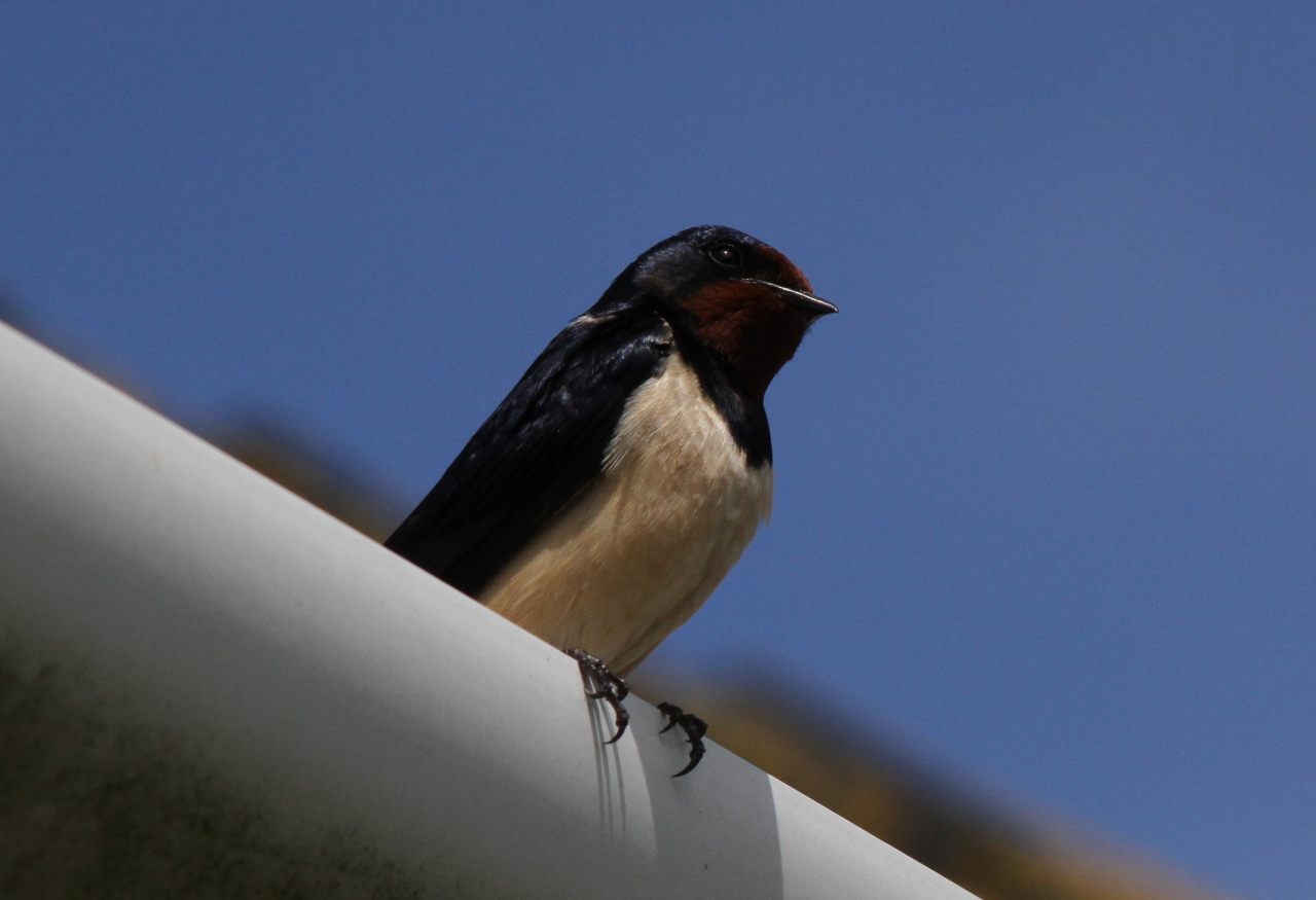 Swallow  Swallow