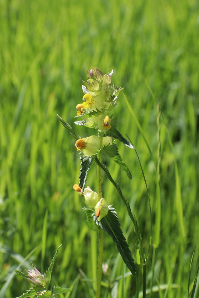 Yellow Rattle  Yellow Rattle