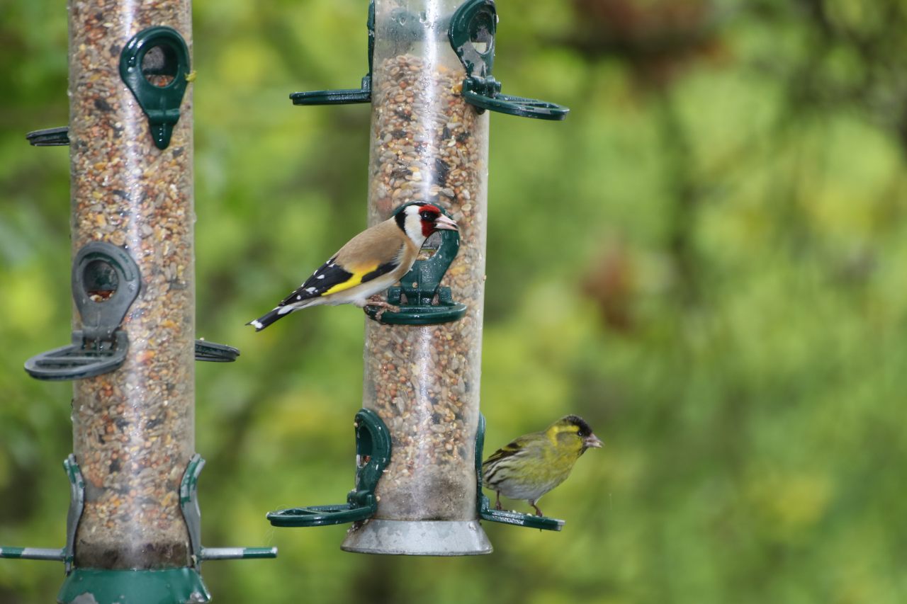 Goldfinch and Siskin  Goldfinch and Siskin