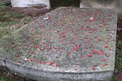 Yew Berries
