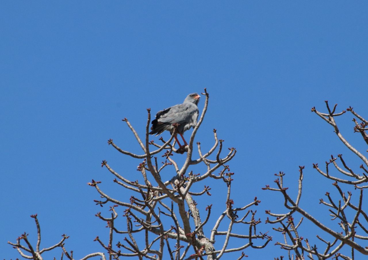 Chanting goshawk  Chanting goshawk
