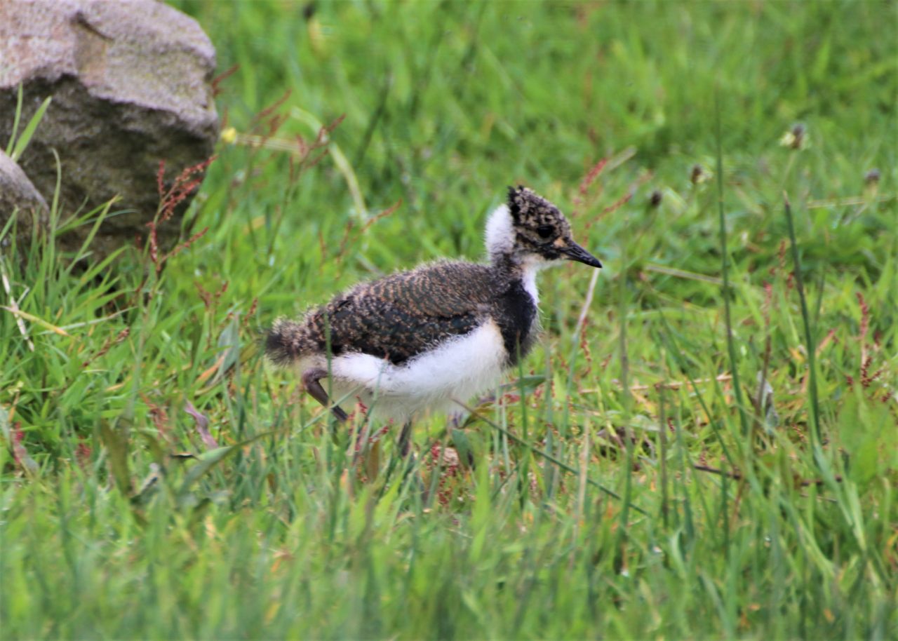 Lapwing chick  Lapwing chick