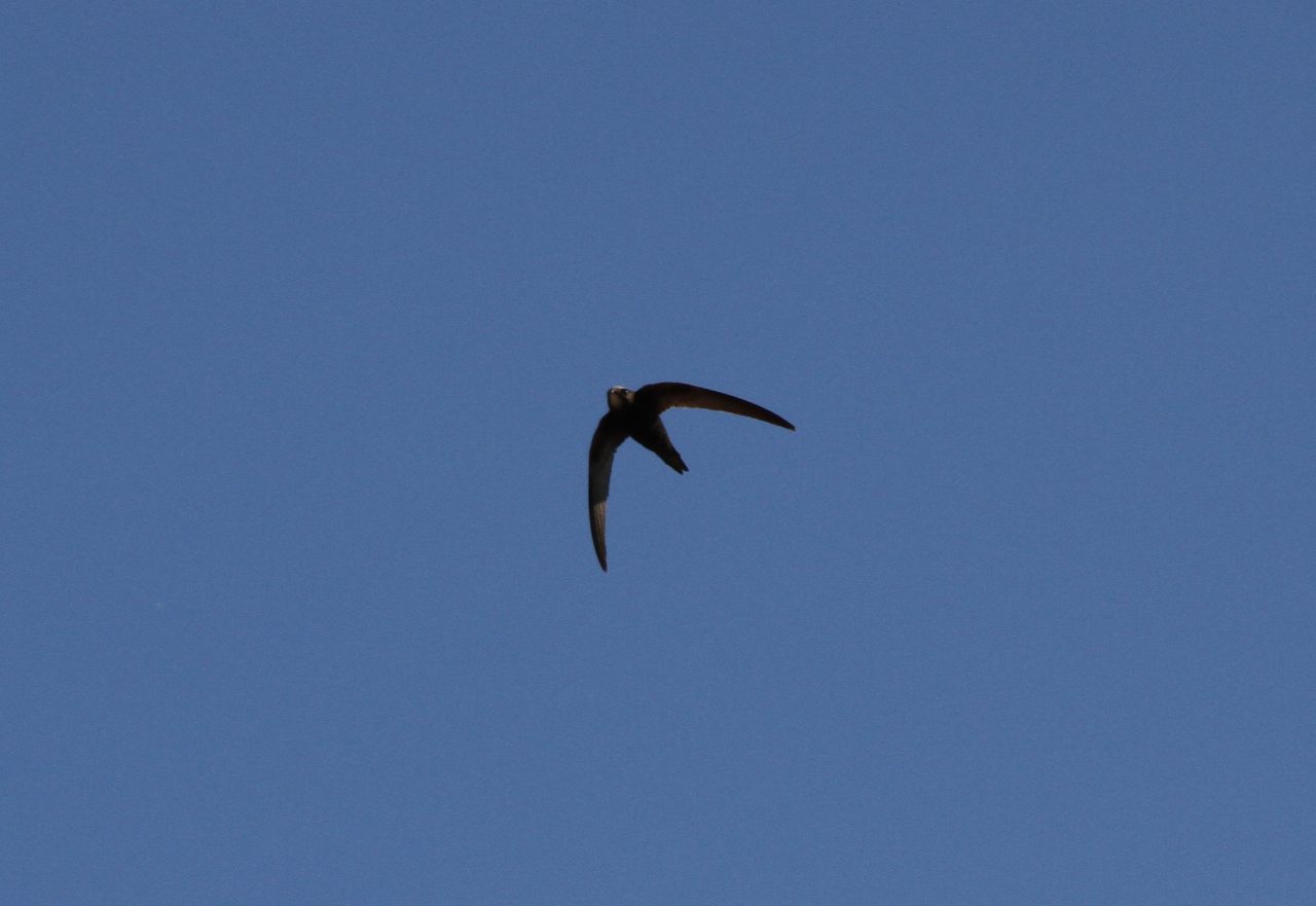 Swift  Swift
