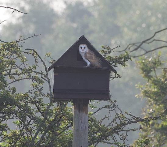 Barn Owl  Barn Owl