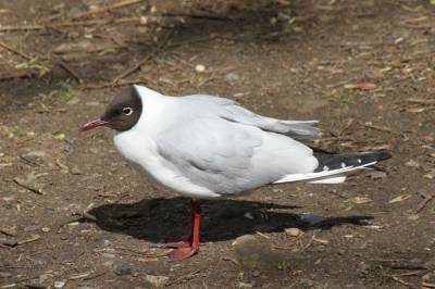 Black Headed Gull