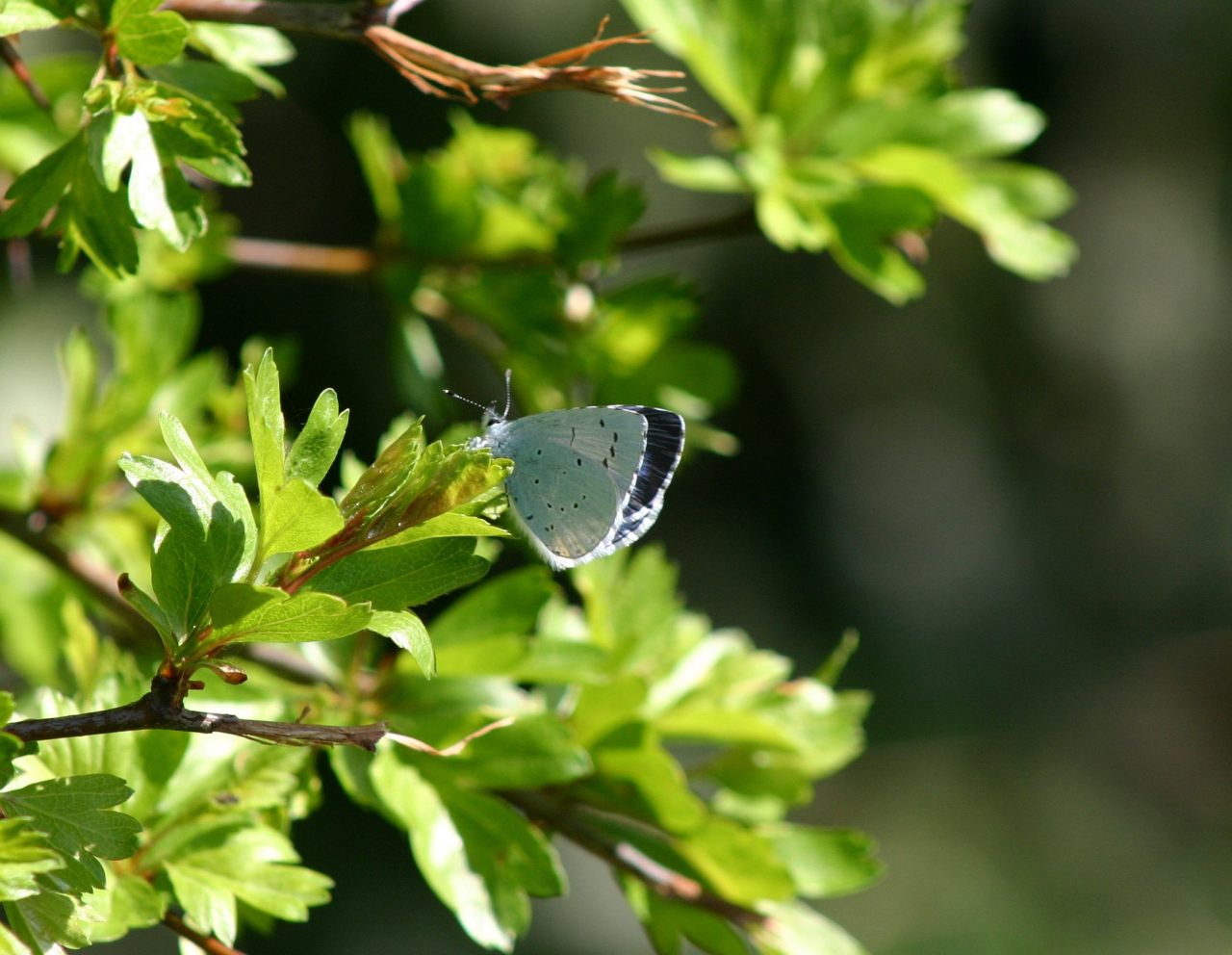 Hollyblue  Hollyblue