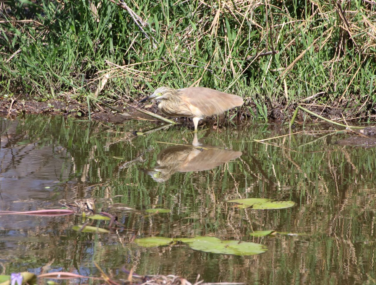 Squacco heron  Squacco heron
