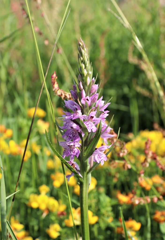 Commen Spotted Orchid  Commen Spotted Orchid