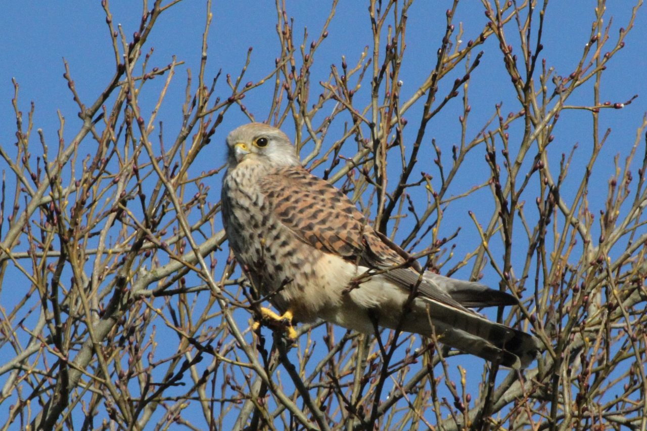 Kestrel  Kestrel