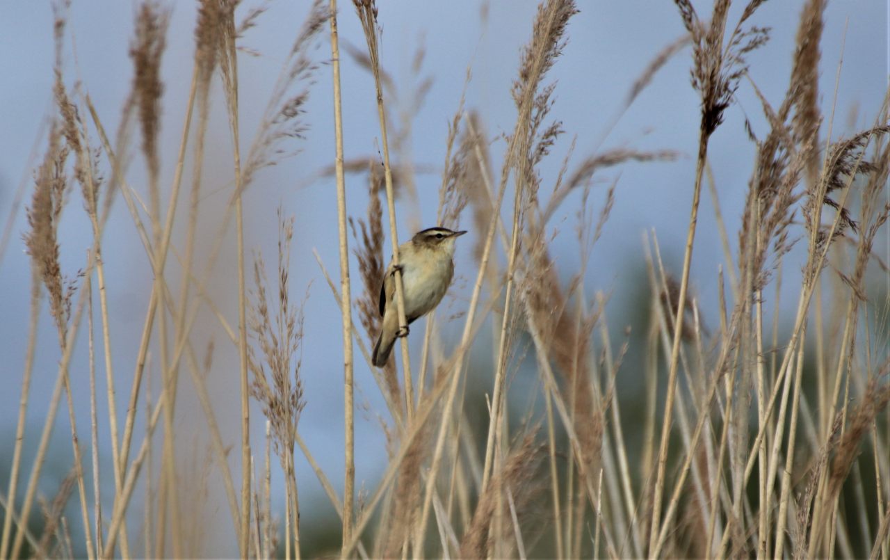 Sedge Warbler  Sedge Warbler
