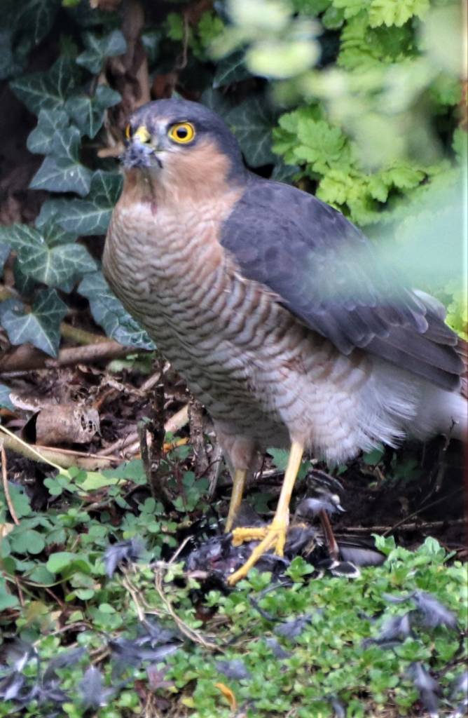 Sparrow Hawk  Sparrow Hawk