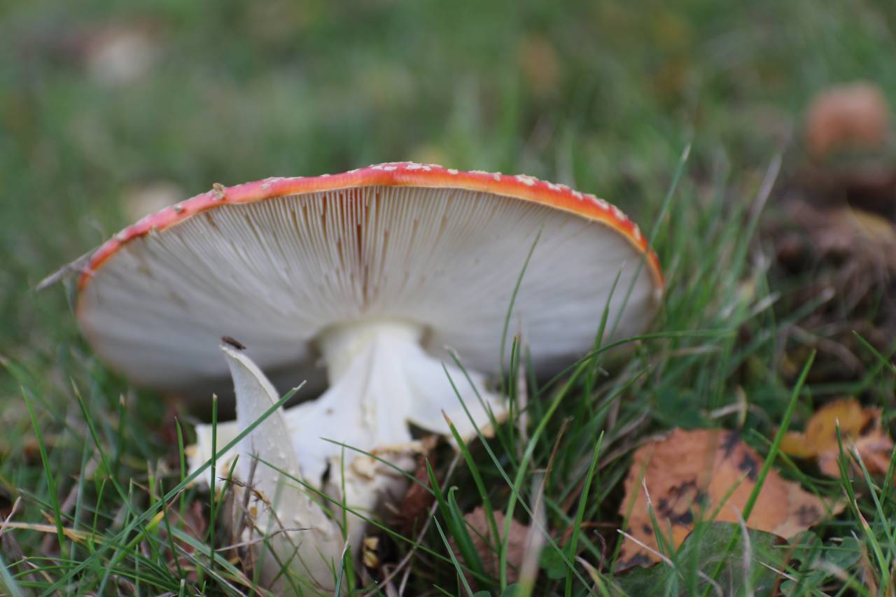 Fly agaric c  Fly agaric c