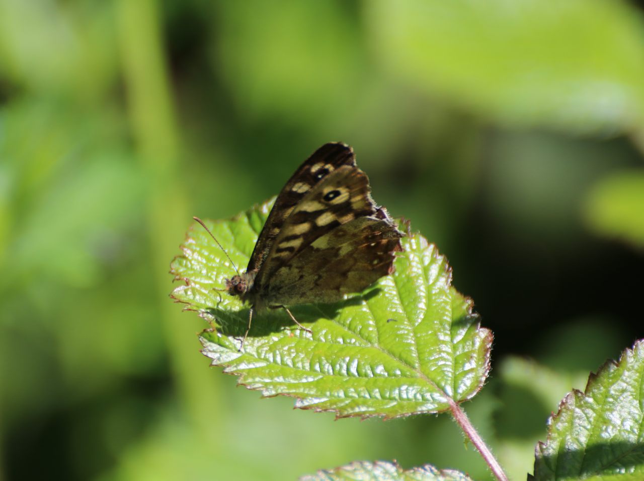 Speckled Wood  Speckled Wood