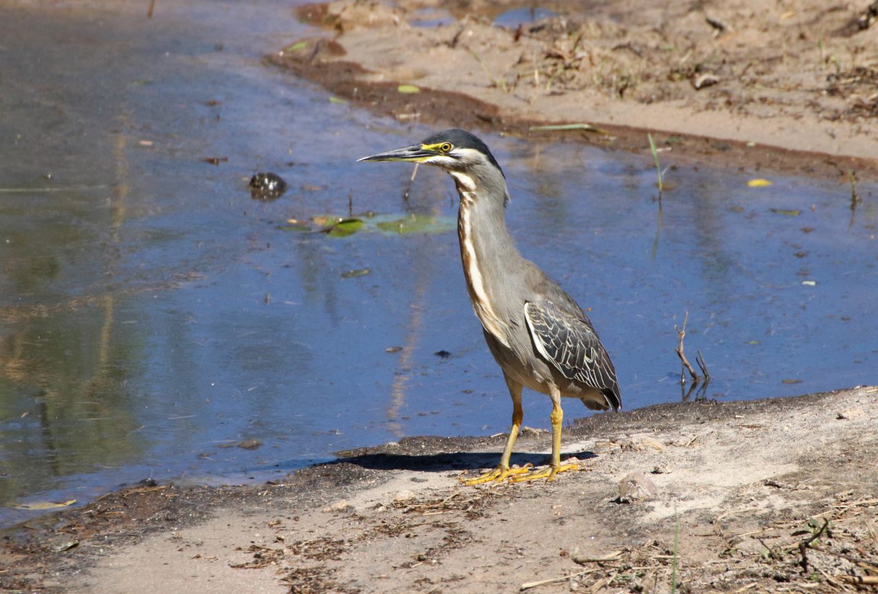 a green backed heron  a green backed heron
