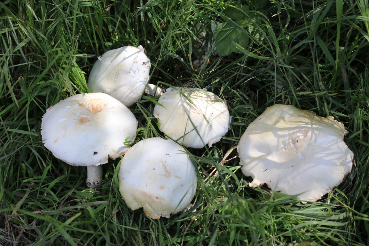 Field mushrooms  Field mushrooms