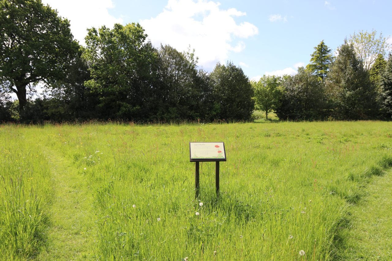 Village Meadow  Village Meadow
