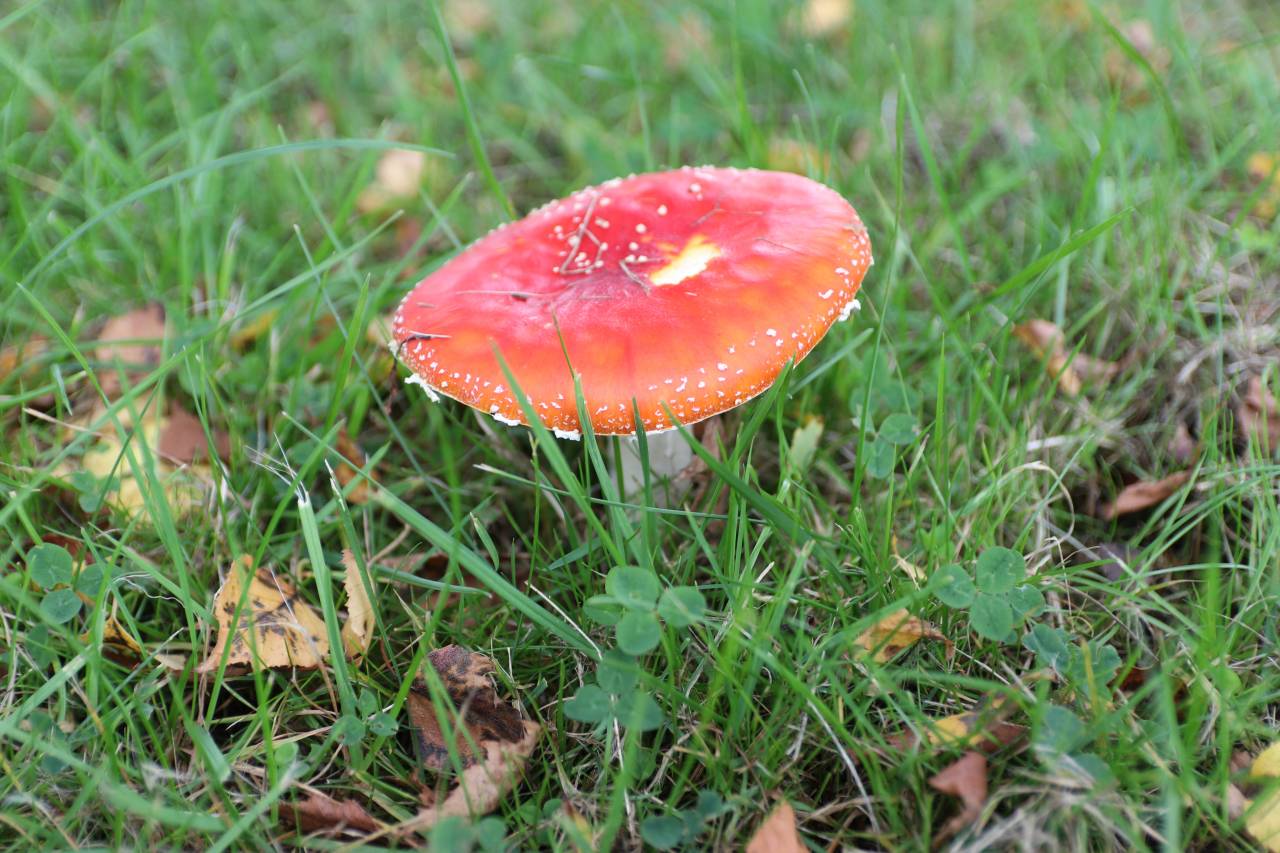 Fly agaric b  Fly agaric b