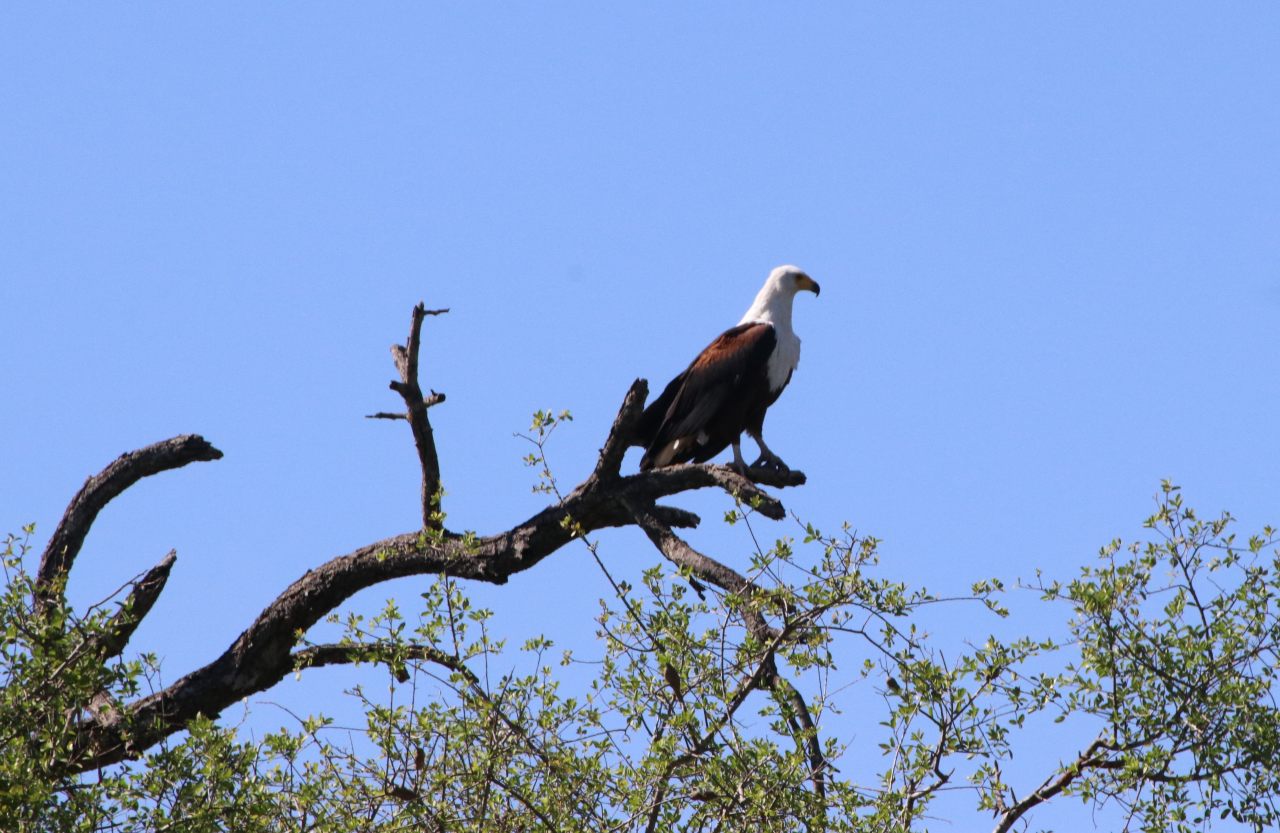 African fish eagle  African fish eagle