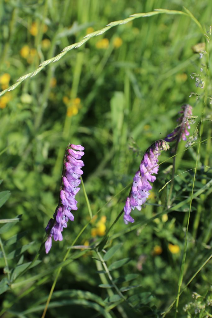 Common Vetch  Common Vetch